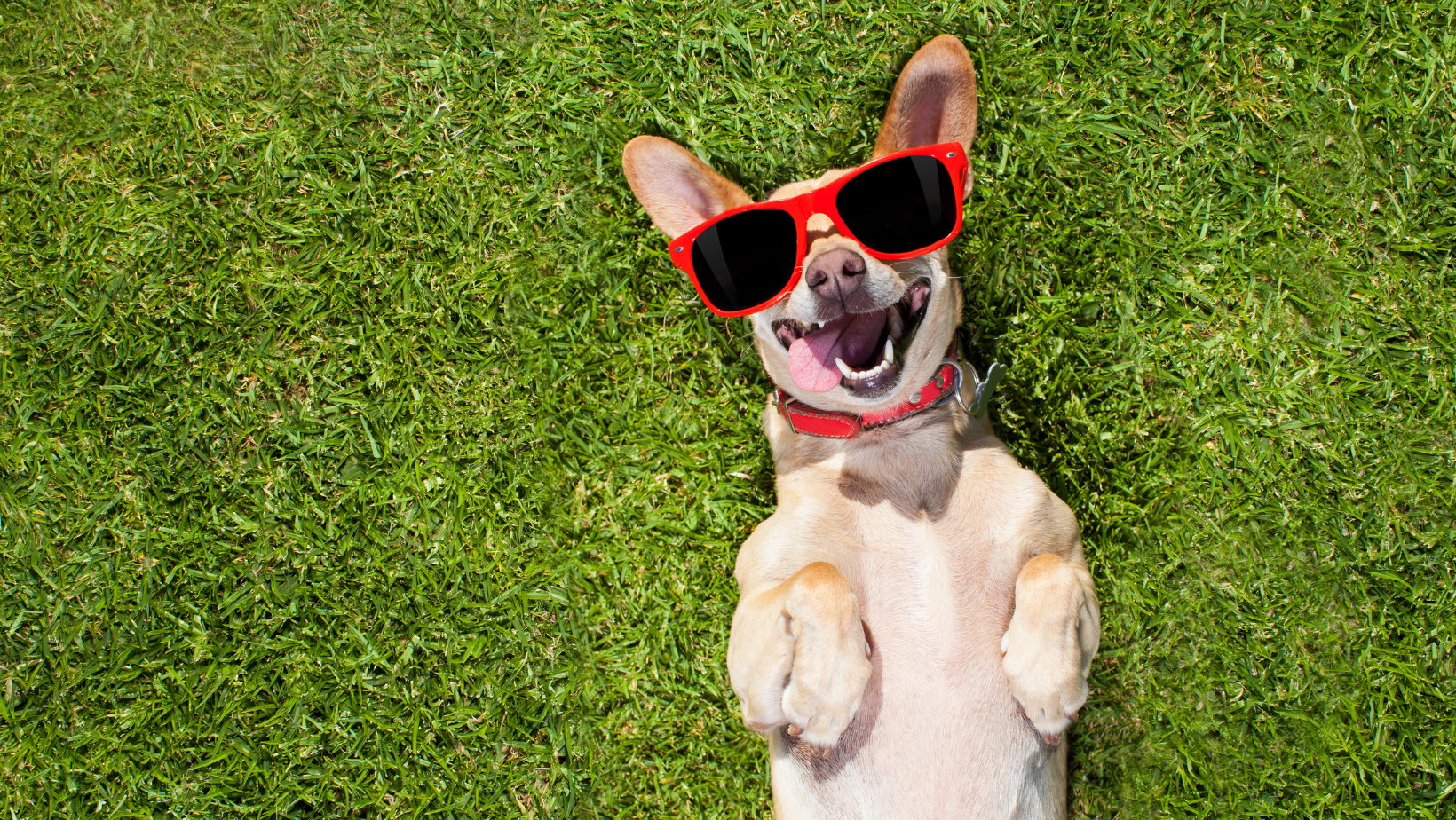 Dog in grass with sunglasses on