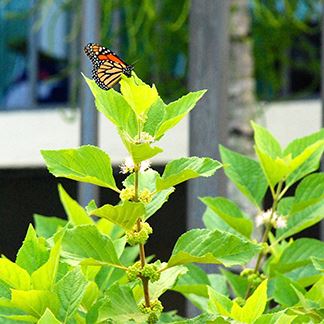 Butterfly on Old Dixie Eco Walk
